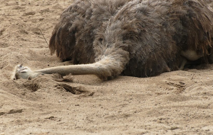 Common Ostrich Bird Animal Ostrich Meat Stock Photography, PNG, 2618x1661px, Common Ostrich, Animal, Bird, Com, Flightless Bird Download Free