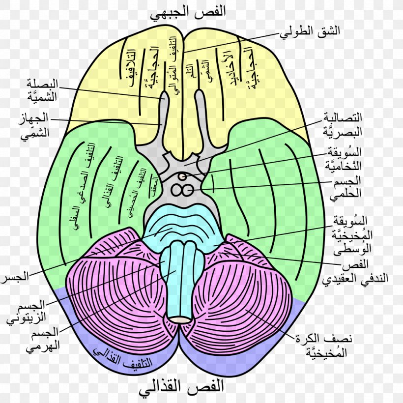 Flocculonodular Lobe Lobes Of The Brain Temporal Lobe Vestibulocerebellar Syndrome, PNG, 1023x1024px, Watercolor, Cartoon, Flower, Frame, Heart Download Free
