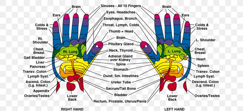 Foot Reflexology Hand Reflexology: A Practical Introduction Acupressure Pressure Point, PNG, 665x376px, Watercolor, Cartoon, Flower, Frame, Heart Download Free