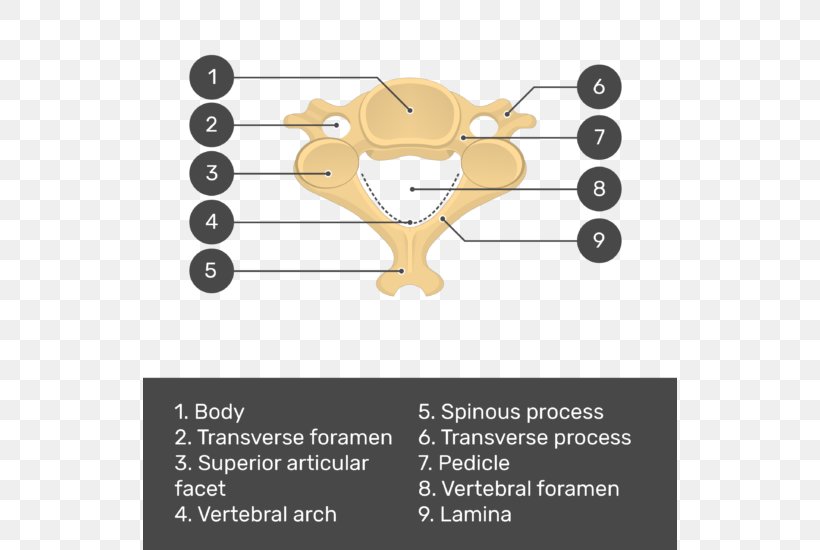 Vertebral Column Cervical Vertebrae Vertebral Foramen Axis, PNG, 534x550px, Vertebral Column, Anatomy, Articular Processes, Axis, Bone Download Free