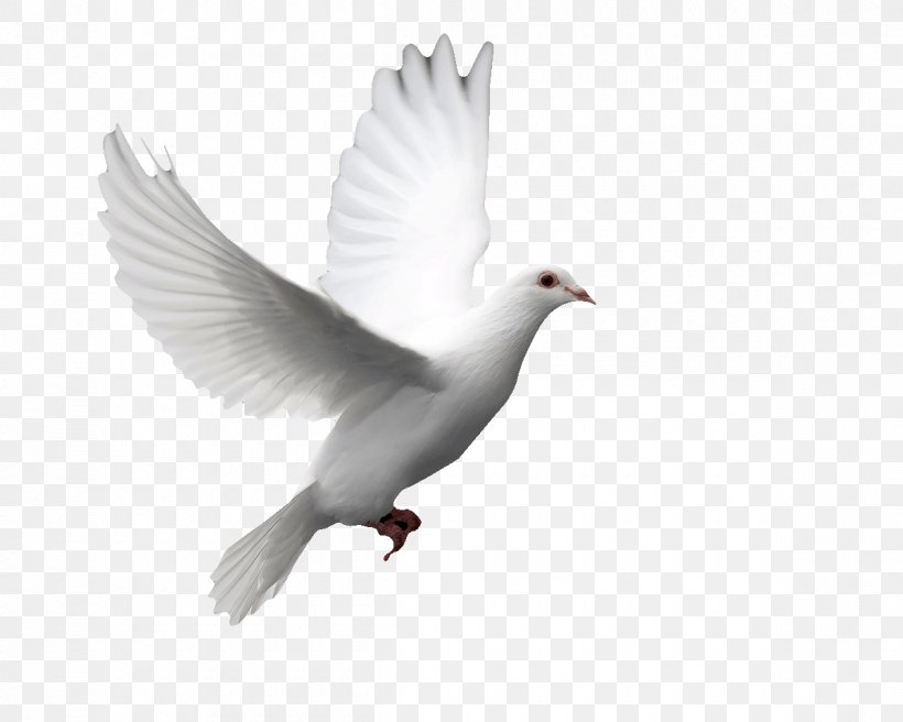 Columbidae Doves As Symbols Release Dove Bird Squab, PNG, 1200x960px, Columbidae, Beak, Bird, Domestic Pigeon, Doves As Symbols Download Free