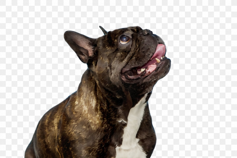 French Bulldog, PNG, 1920x1280px, Watercolor, Breed, Bulldog, Dog, Dog Collar Download Free