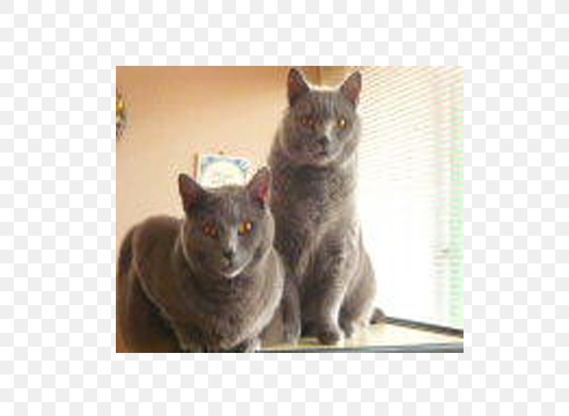 Korat Chartreux Russian Blue British Shorthair European Shorthair, PNG, 600x600px, Korat, American Shorthair, Black Cat, British Shorthair, Carnivoran Download Free