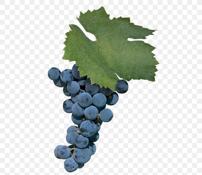 Grape Uva Di Troia Zinfandel Negroamaro Cinsaut, PNG, 595x709px, Grape, Aglianico, Apulia, Bilberry, Cinsaut Download Free