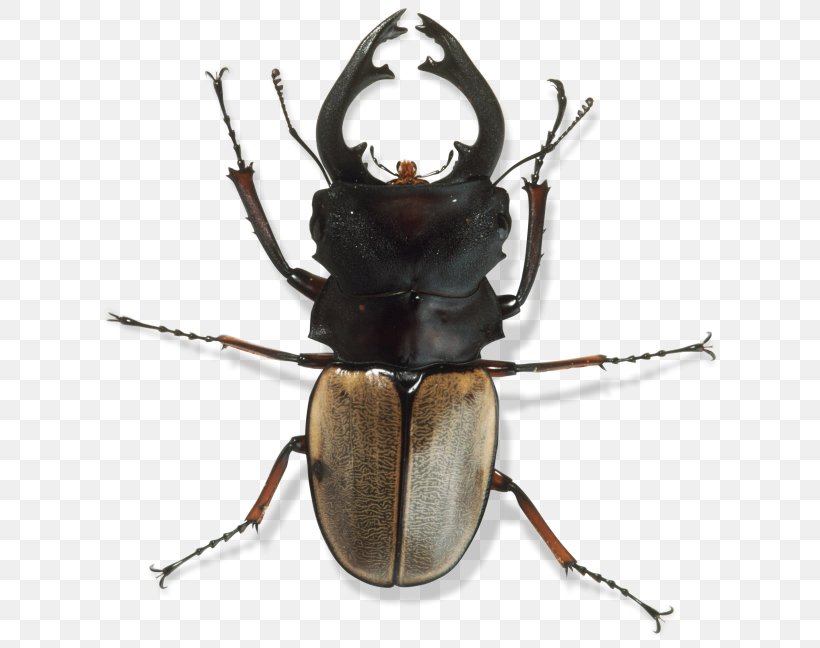 Japanese Rhinoceros Beetle Invertebrate Exoskeleton Arthropod, PNG, 640x648px, Beetle, Animal, Arthropod, Definition, Dynastinae Download Free