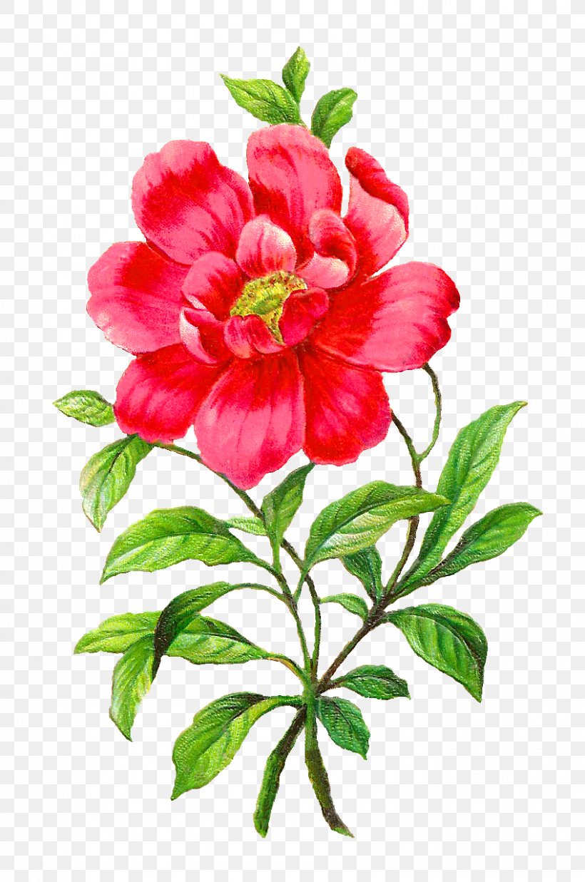 Flower Camellia Petal Clip Art, PNG, 848x1280px, Flower, Annual Plant, Azalea, Camellia, Cut Flowers Download Free