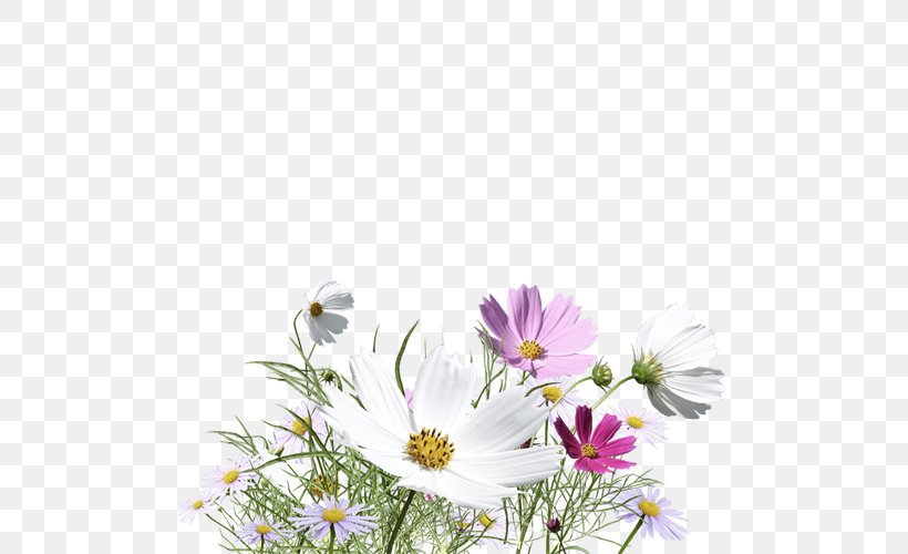 Flower, PNG, 500x500px, Flower, Chrysanths, Cosmos, Daisy, Daisy Family Download Free