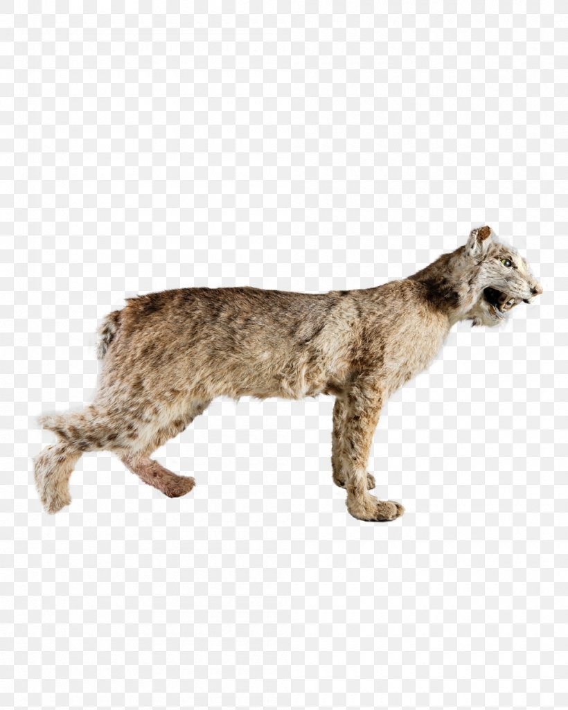 Bobcat Cougar Fur Big Cat, PNG, 1000x1250px, Cat, Animal Figure, Big Cat, Big Cats, Bobcat Download Free