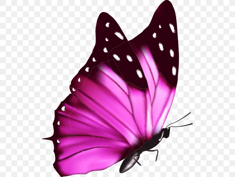 Butterfly A Cor Da Borboleta, PNG, 528x618px, Butterfly, Arthropod, Brush Footed Butterfly, Color, Cor Da Borboleta Download Free