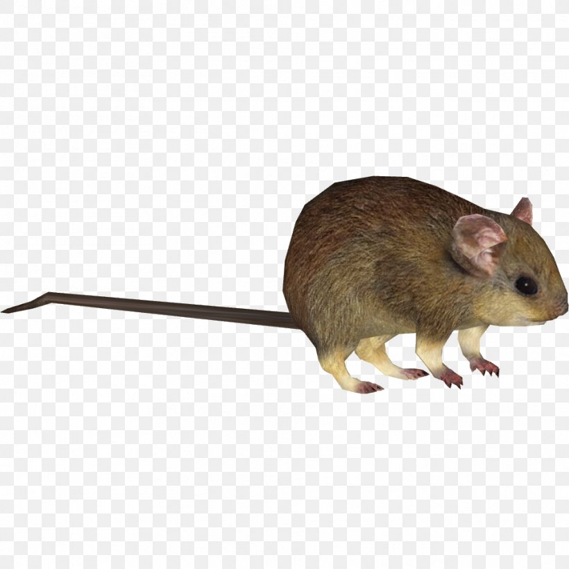 Gerbil Greater Stick-nest Rat Lesser Stick-nest Rat Rodent, PNG, 962x962px, Gerbil, Animal, Fauna, Live Food, Mammal Download Free