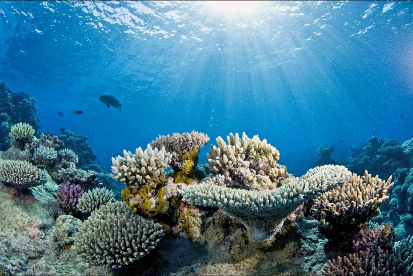 Great Barrier Reef World Ocean Coral Reef Coral Bleaching, PNG, 1500x1004px, Great Barrier Reef, Biome, Carbon Dioxide, Climate Change, Coral Download Free