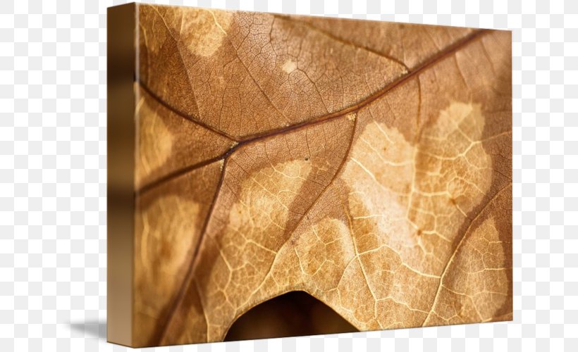 Wood /m/083vt Leaf Angle, PNG, 650x500px, Wood, Leaf Download Free