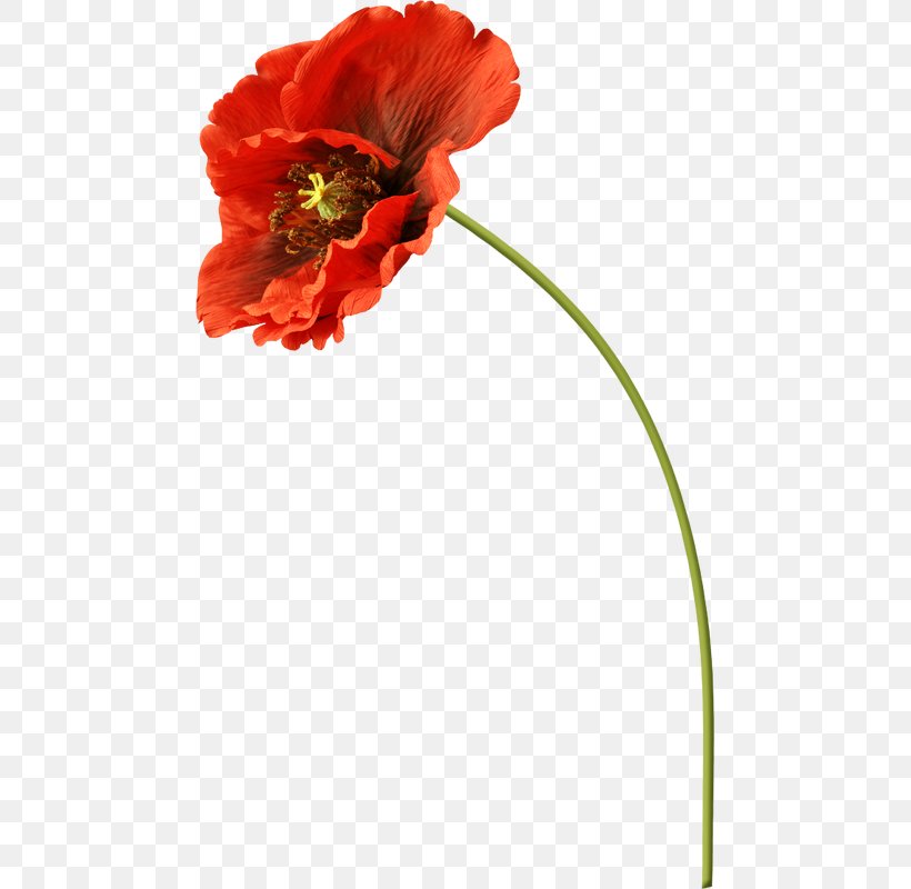 Cut Flowers Common Poppy Clip Art, PNG, 467x800px, Flower, Common Poppy, Computer Software, Coquelicot, Cut Flowers Download Free