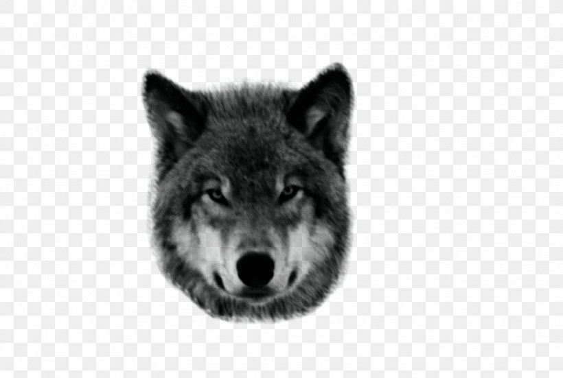 Dog Coyote Giphy, PNG, 1024x689px, Dog, Aullido, Black And White, Black Wolf, Canis Download Free
