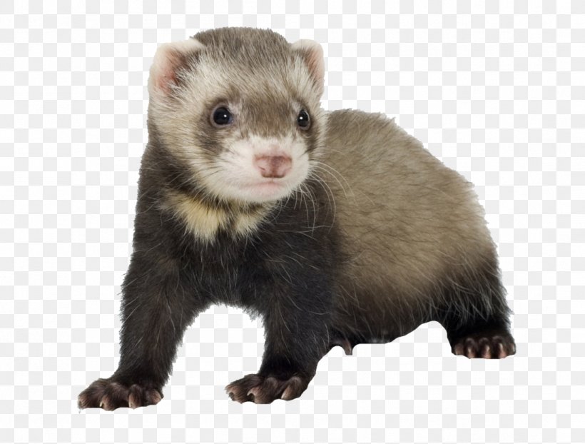 Ferret Cat Food Pet Guinea Pig, PNG, 1096x832px, Ferret, Animal, Black Footed Ferret, Blackfooted Ferret, Cage Download Free