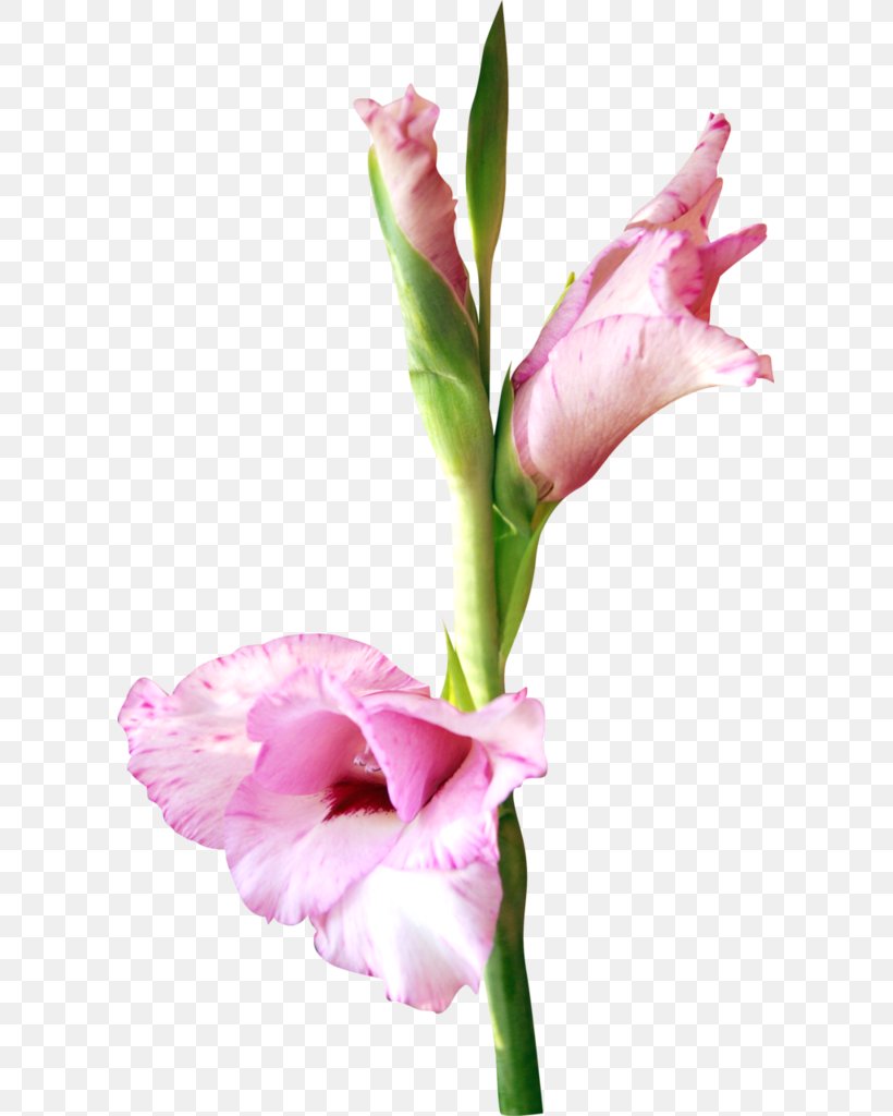 Flower Watercolor Painting Pink Clip Art, PNG, 603x1024px, Flower, Bud, Color, Cut Flowers, Flowering Plant Download Free