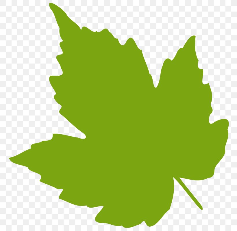 Grape Leaves Grapevines Clip Art, PNG, 800x800px, Grape Leaves, Drawing, Flowering Plant, Free Content, Grape Download Free