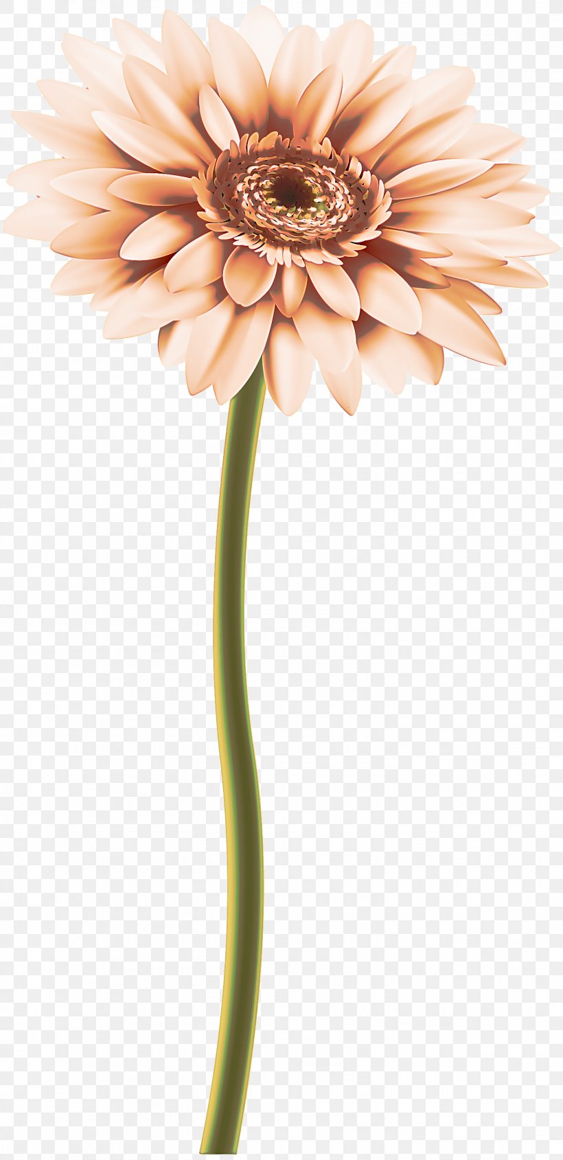 Artificial Flower, PNG, 1456x3000px, Gerbera, Artificial Flower, Cut Flowers, Daisy Family, Flower Download Free