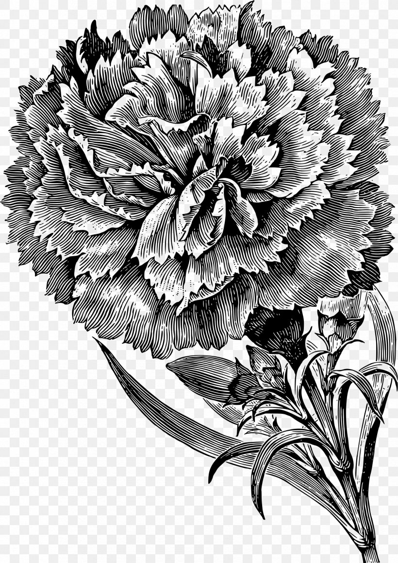 Black And White Black Rose Drawing Carnation Clip Art, PNG, 1699x2400px, Black And White, Black Rose, Carnation, Chrysanths, Color Download Free