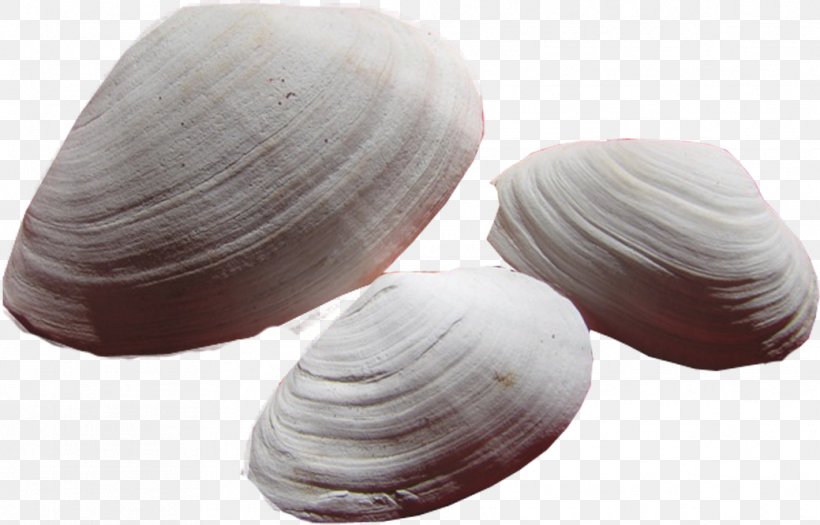 Cockle Veneroida Clam Tellinidae Conchology, PNG, 1039x666px, Cockle, Baltic Clam, Clam, Clams Oysters Mussels And Scallops, Conchology Download Free