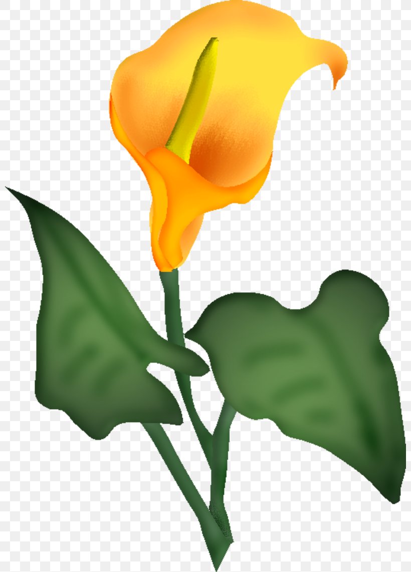 Cut Flowers Blume Drawing Centerblog, PNG, 800x1141px, Flower, Alismatales, Arum, Arum Family, Blog Download Free