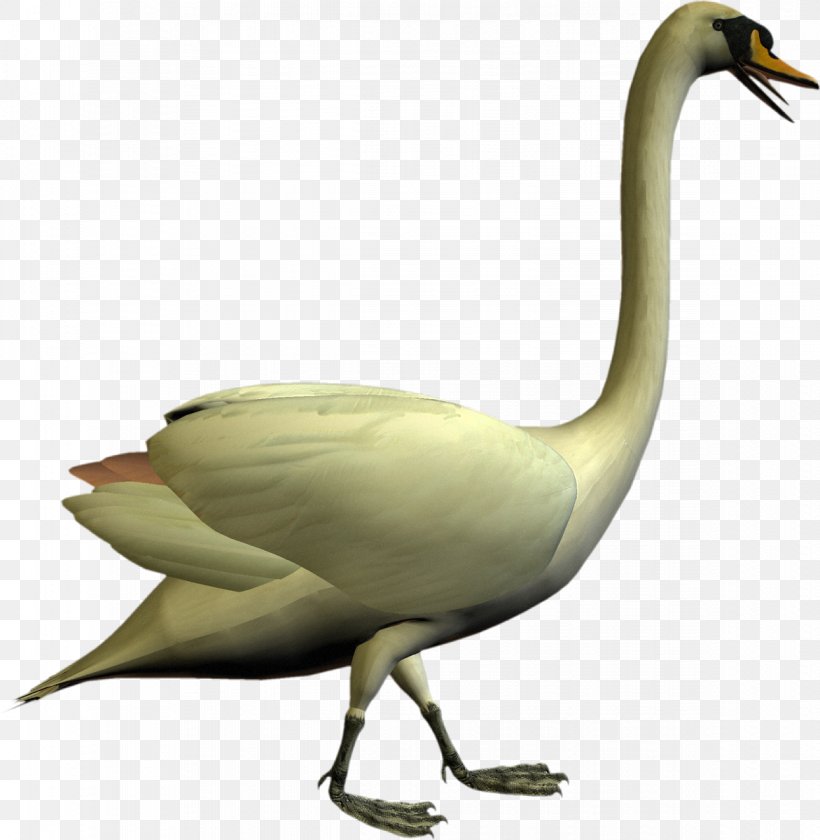 Cygnini Bird Goose Duck Crane, PNG, 1171x1200px, Cygnini, Anatidae, Animal, Anseriformes, Beak Download Free