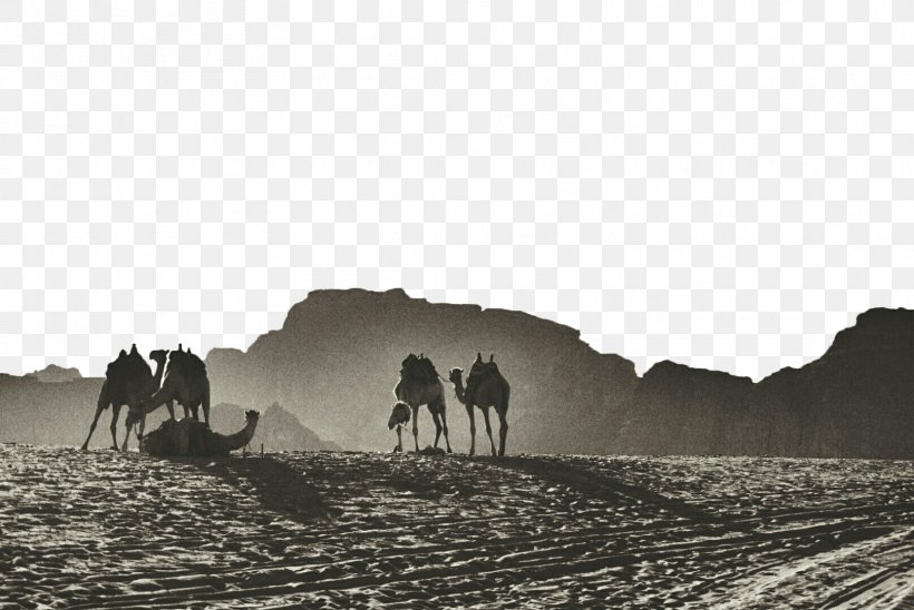 Gulf Of Aqaba Jerash Wadi Musa Camel, PNG, 1616x1080px, Aqaba, Black And White, Camel, Camel Like Mammal, Desert Download Free