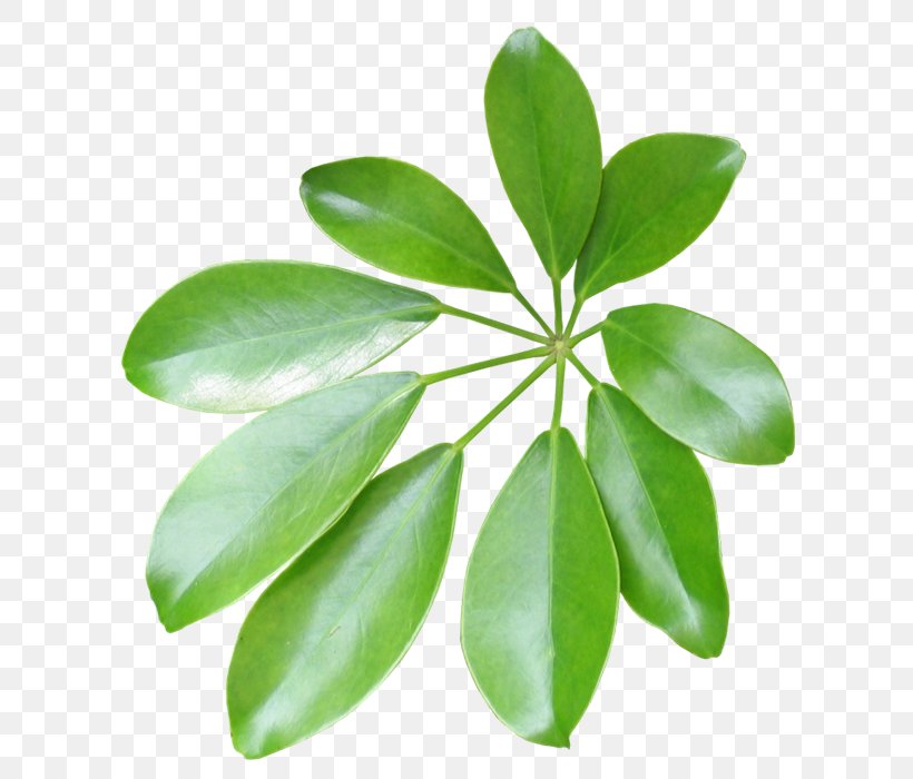 Leaf Plant Stem, PNG, 700x700px, Leaf, Plant, Plant Stem Download Free