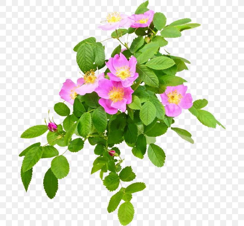 French Rose Dog-rose Rose Hip Leaf Sweet-Brier, PNG, 696x760px, French Rose, Alamy, Annual Plant, Branch, Cut Flowers Download Free