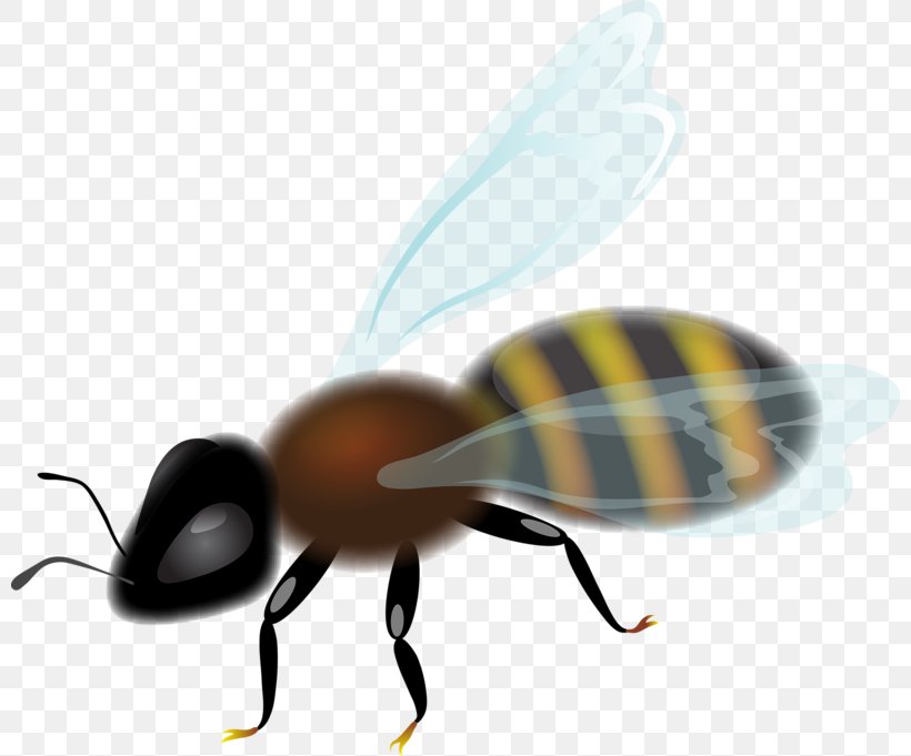Bee Insect Honeycomb Clip Art, PNG, 800x681px, Bee, Arthropod, Digital Image, Fly, Honey Download Free