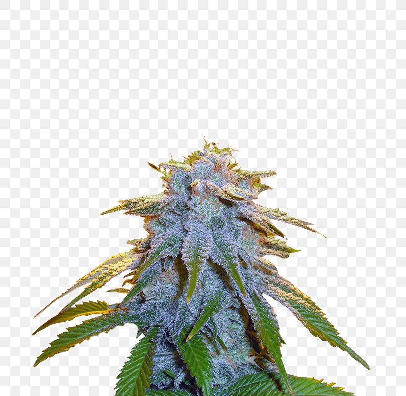 Cannabis Seed Cultivar Kush Northern Lights, PNG, 700x800px, Cannabis, Conifer Cone, Crop Yield, Cultivar, Hemp Download Free