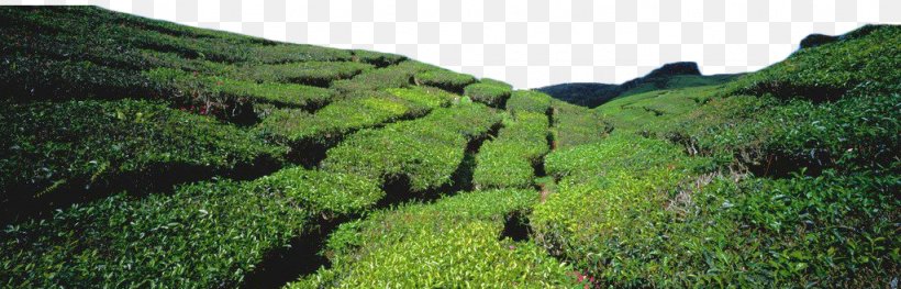 Green Tea Tea Garden, PNG, 1024x329px, Tea, Biome, Camellia Sinensis, Designer, Ecosystem Download Free