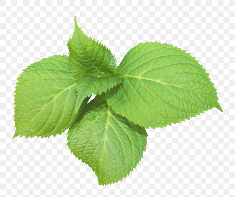 Image Leaf Peppermint Spearmint, PNG, 1369x1147px, Leaf, Annual Plant, Art, Color, Elm Download Free