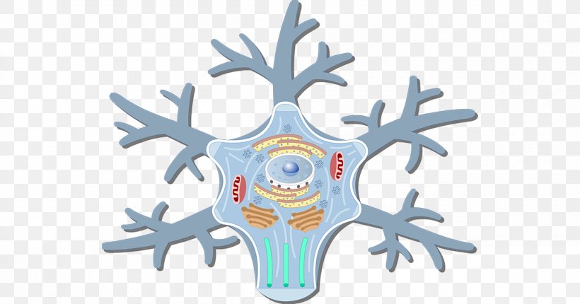 Motor Neuron Soma Cell Neurofilament, PNG, 1200x630px, Watercolor, Cartoon, Flower, Frame, Heart Download Free