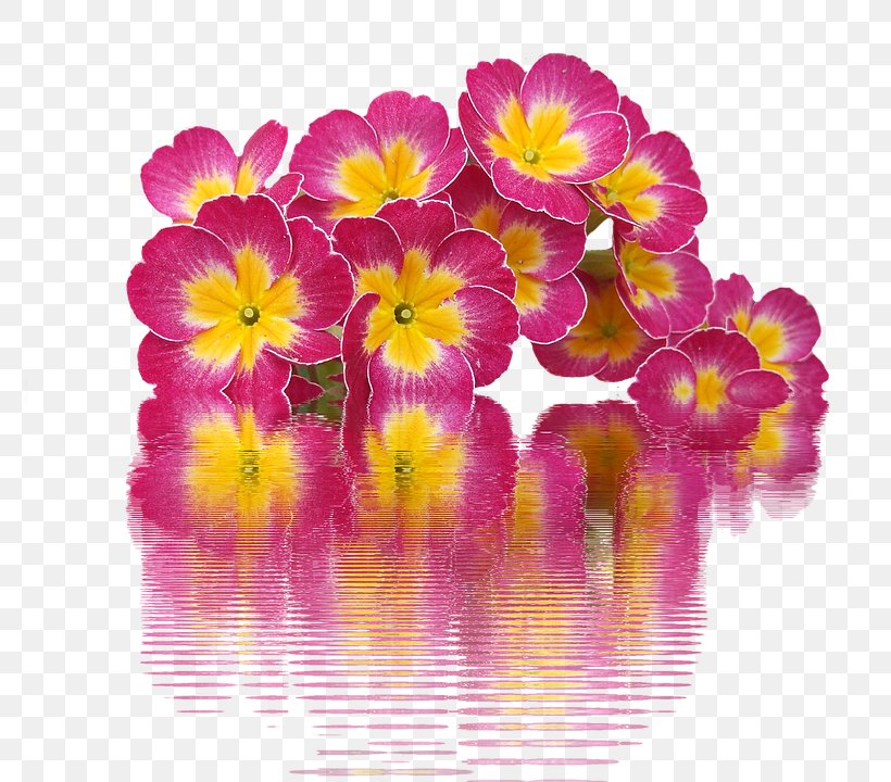 Primrose Template Ppt, PNG, 807x720px, Primrose, Annual Plant, Color, Flower, Flowering Plant Download Free