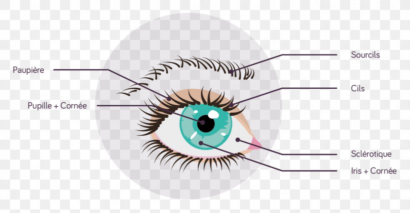 Eyelash Extensions Eyebrow, PNG, 1593x830px, Watercolor, Cartoon, Flower, Frame, Heart Download Free