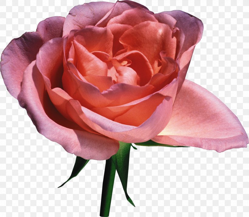 Flower Garden Roses Pink Clip Art, PNG, 1200x1048px, Flower, Bud, Color, Cut Flowers, Floribunda Download Free