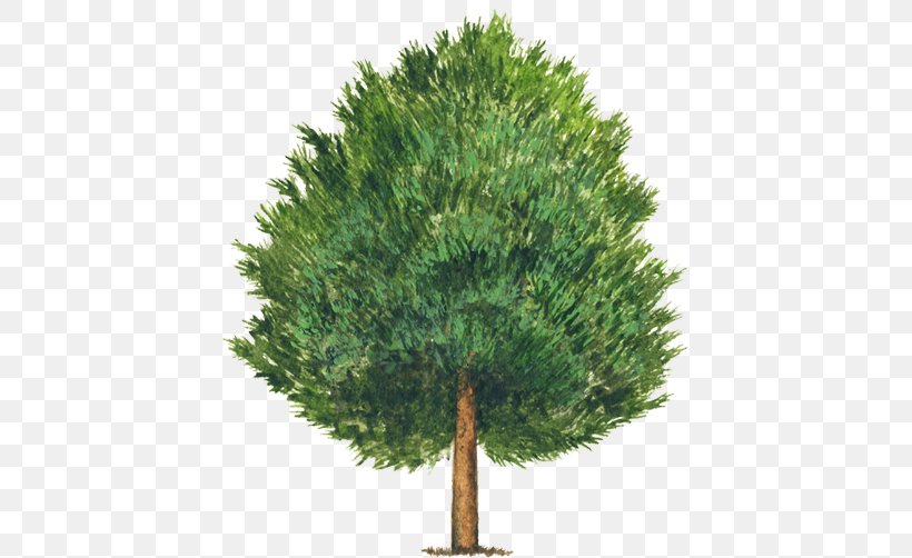Stone Pine Pinus Montezumae Pine Nut Tree Pinus Cembroides, PNG, 750x502px, Stone Pine, Conifer, Evergreen, Ginkgo Biloba, Grass Download Free