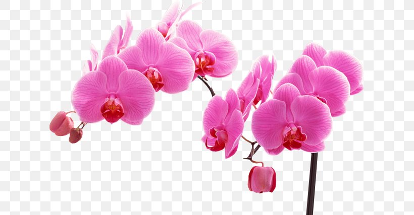 Flower Bouquet Moth Orchids, PNG, 627x427px, Flower, Blossom, Branch, Color, Cut Flowers Download Free