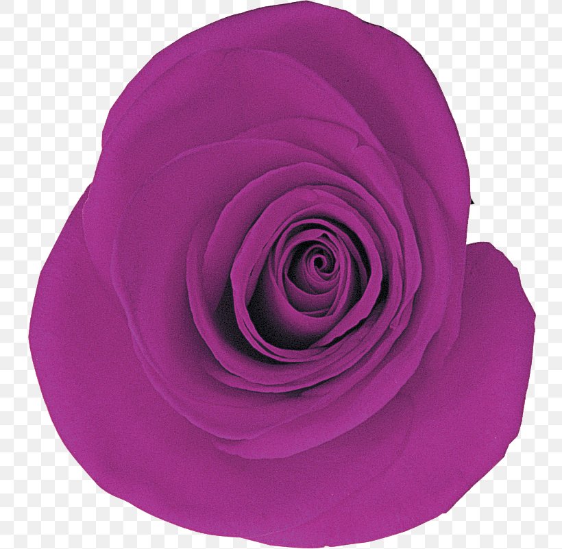 Garden Roses Petal, PNG, 744x801px, Garden Roses, Flower, Garden, Lilac, Magenta Download Free