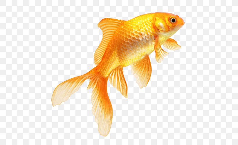 Goldfish, PNG, 500x500px, Goldfish, Alpha Compositing, Aquarium, Bony Fish, Feeder Fish Download Free