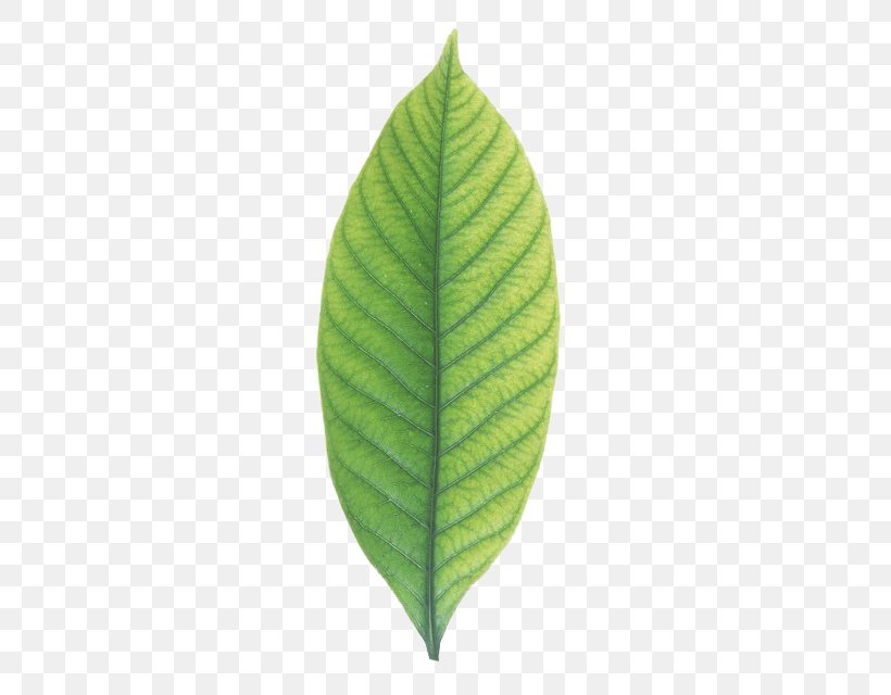 Leaf No Cape Jasmine Wallpaper, PNG, 454x640px, Leaf, Cape Jasmine, Google Images, Green, Plant Download Free