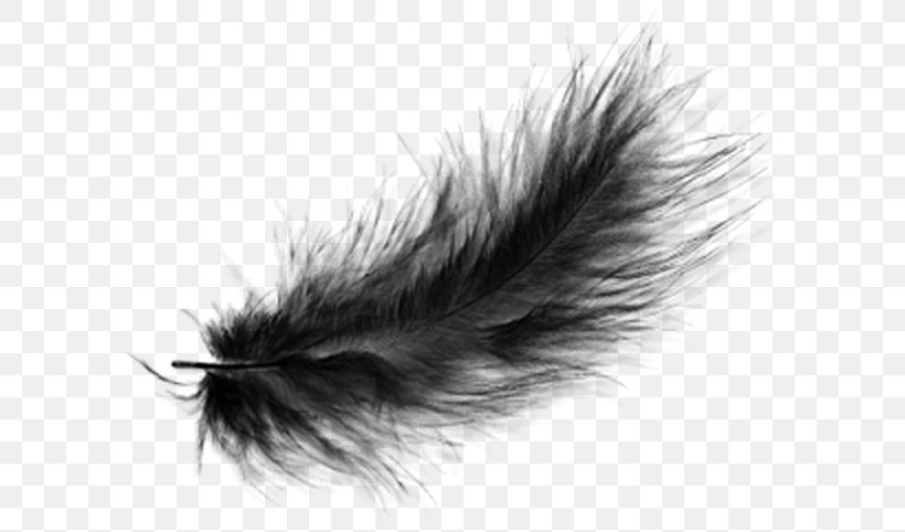 Black And White Feather, PNG, 600x482px, Black, Bird, Black And White, Close Up, Color Download Free