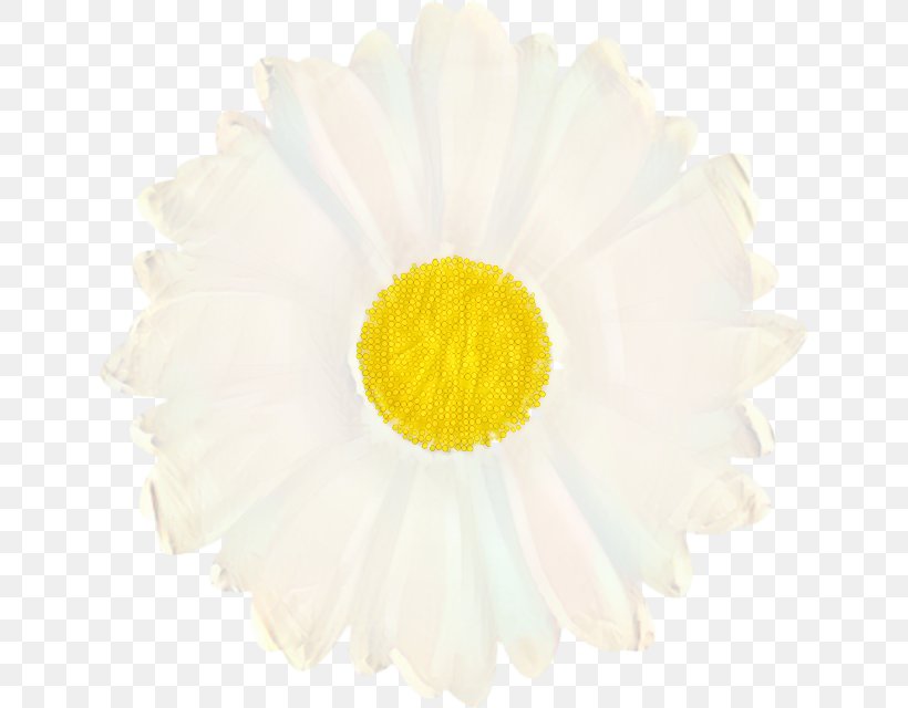 Flowers Background, PNG, 640x640px, Transvaal Daisy, Camomile, Chamomile, Cut Flowers, Daisy Family Download Free