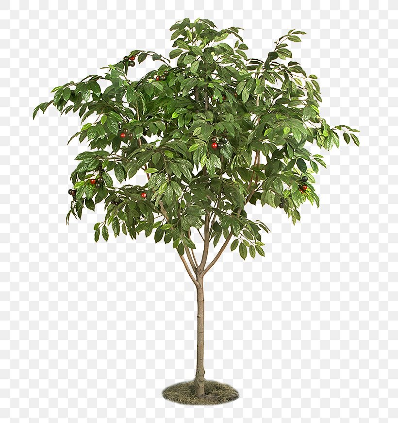 Fruit Tree Plant Tree Structure, PNG, 700x871px, Fruit Tree, Bonsai, Branch, Cherry, Deciduous Download Free