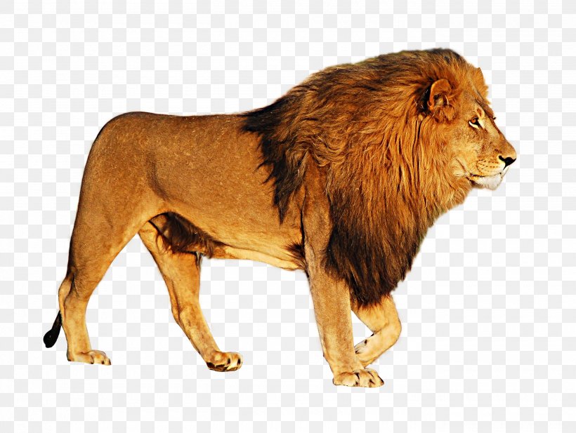 Lion Icon, PNG, 2800x2109px, Lion, Big Cats, Carnivoran, Cat Like Mammal, Fur Download Free