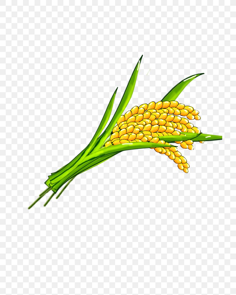Rice Clip Art, PNG, 724x1024px, Rice, Cartoon, Commodity, Farmer, Food Download Free