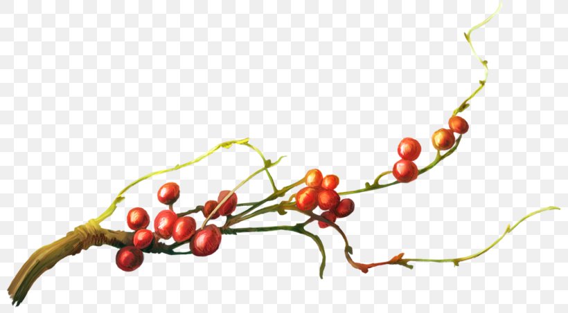 Tree Download Cherry Branch, PNG, 800x453px, Tree, Branch, Cherry, Food, Fruit Download Free