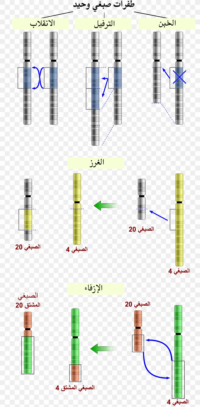 Chromosome Abnormality Chromosomal Translocation Mutation Chromosomal Inversion, PNG, 2000x4074px, Chromosome Abnormality, Cell Division, Chromosomal Inversion, Chromosomal Translocation, Chromosome Download Free