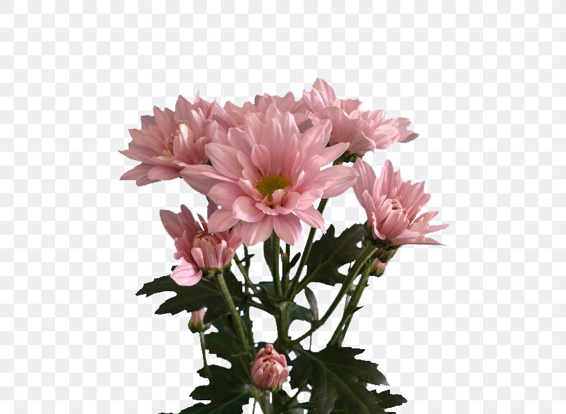 Chrysanthemum Marguerite Daisy Cut Flowers Garden Cosmos Aster, PNG, 500x600px, Chrysanthemum, Annual Plant, Argyranthemum, Aster, Chrysanths Download Free